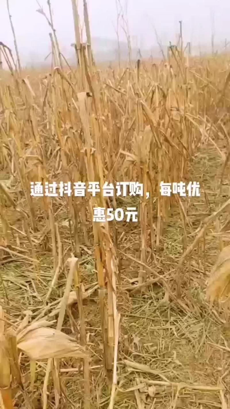 牛羊草料玉米秸秆