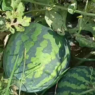 甜王西瓜