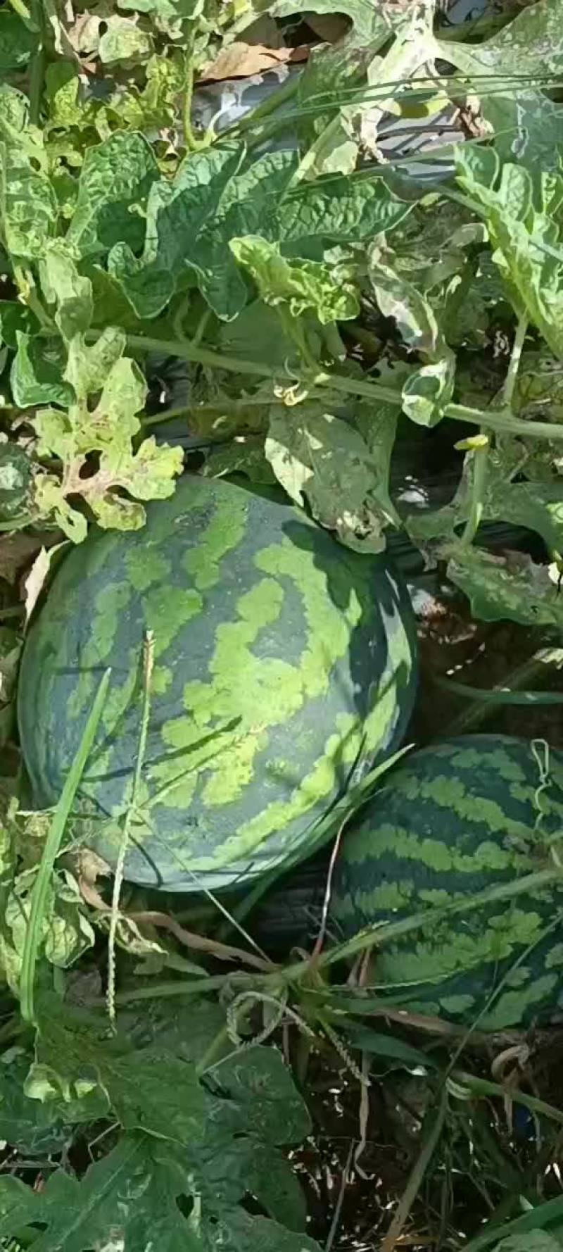 甜王西瓜