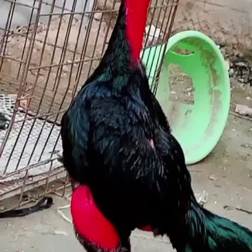越南鬼子鸡