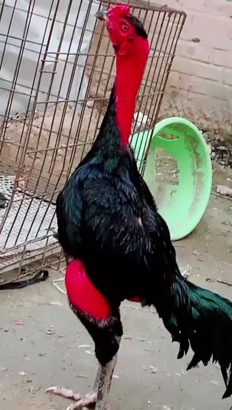越南鬼子鸡