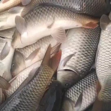 原塘鲤鱼