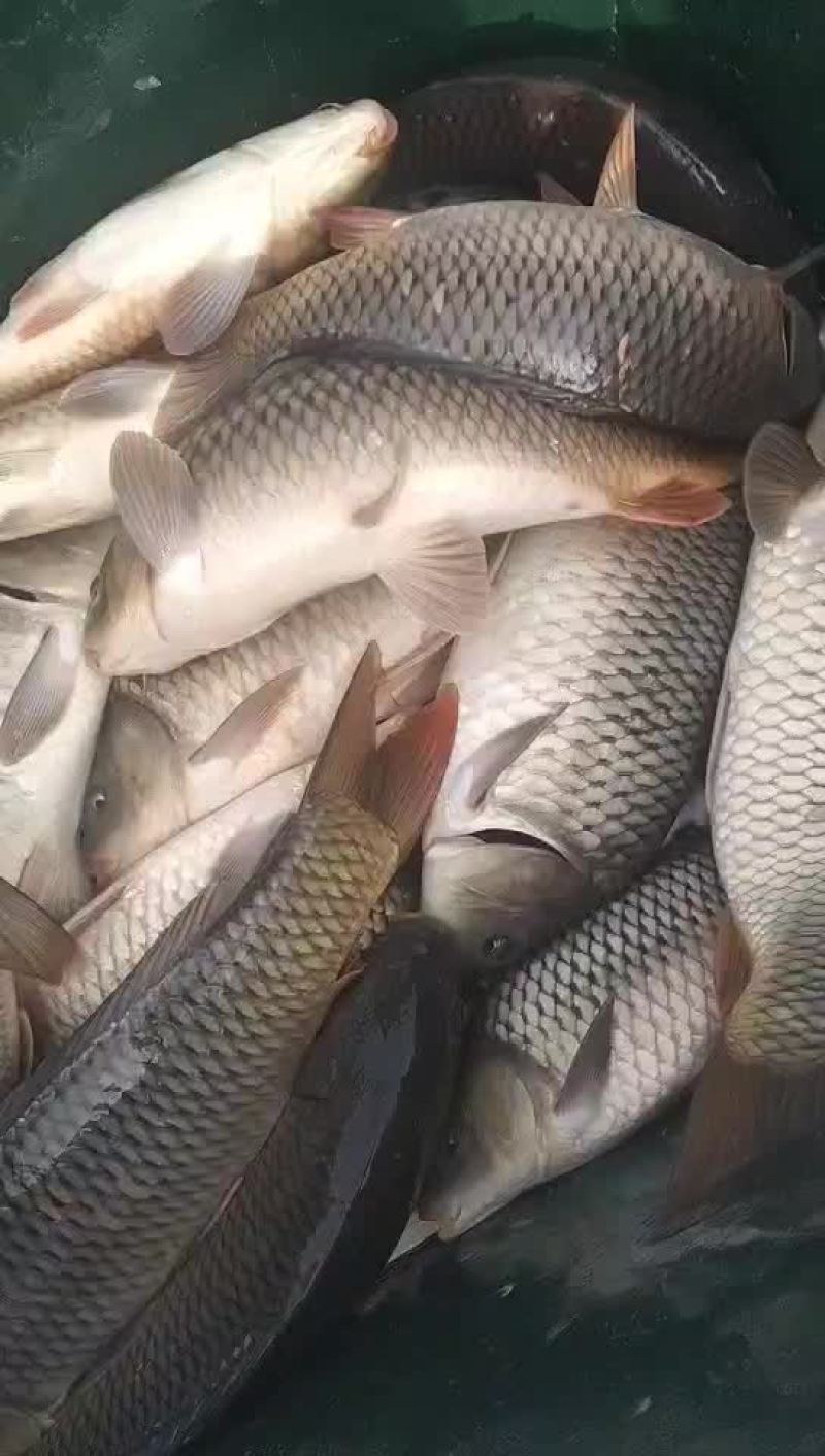 原塘鲤鱼