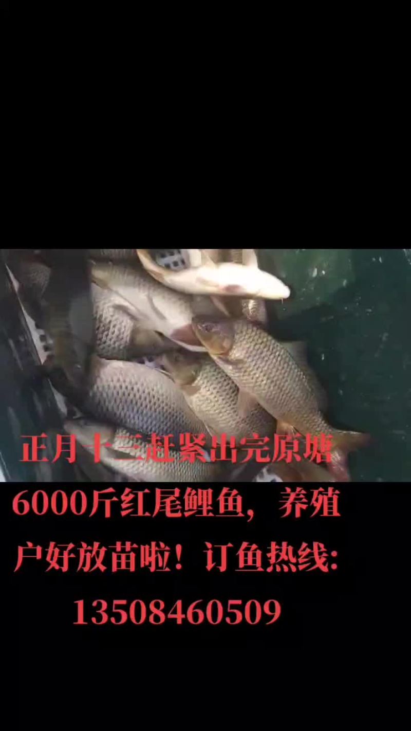 原塘鲤鱼