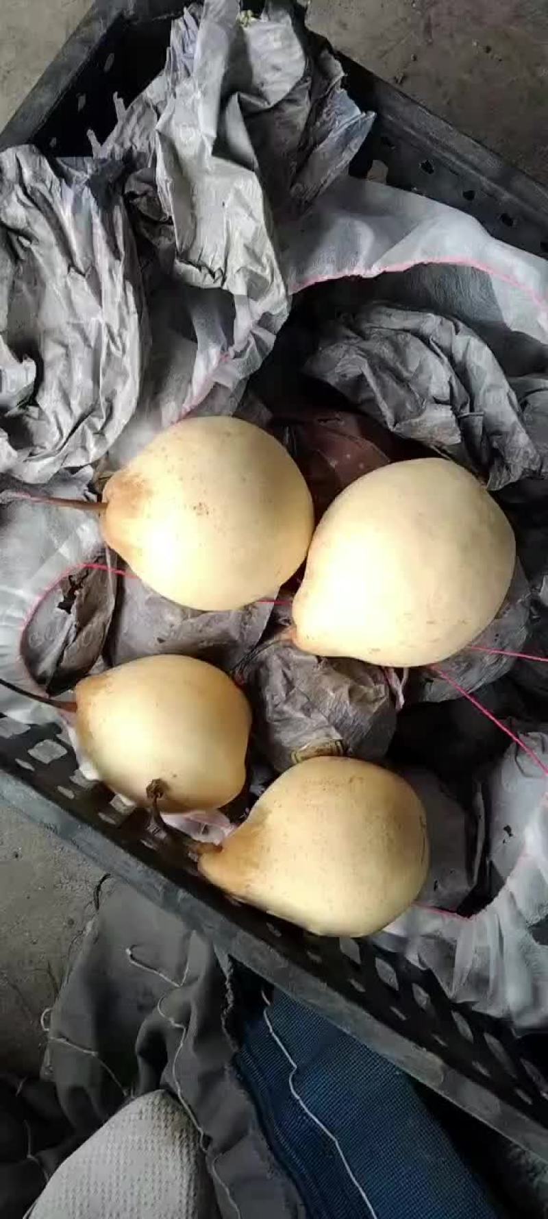 冷库水晶鸭梨，几毛一斤，海量货源。