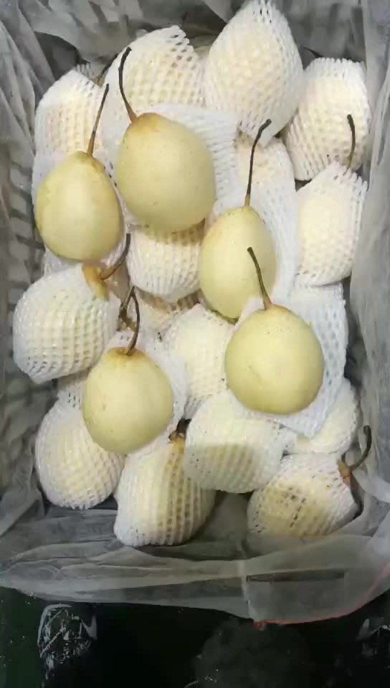 冷库水晶鸭梨，几毛一斤，海量货源。