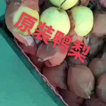 冷库水晶鸭梨，几毛一斤，海量货源。