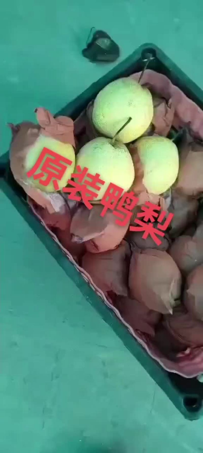 冷库水晶鸭梨，几毛一斤，海量货源。
