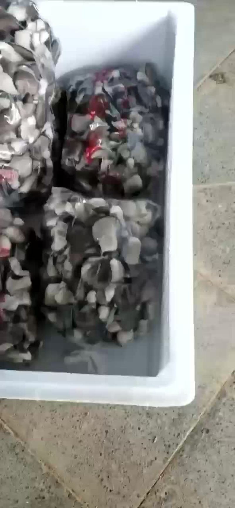 姬菇