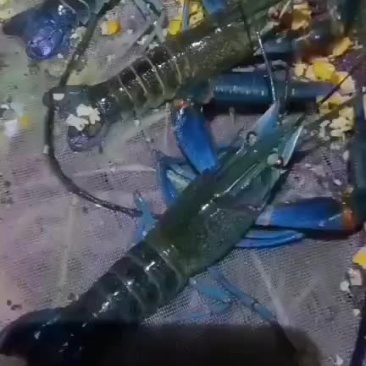 澳洲龙虾