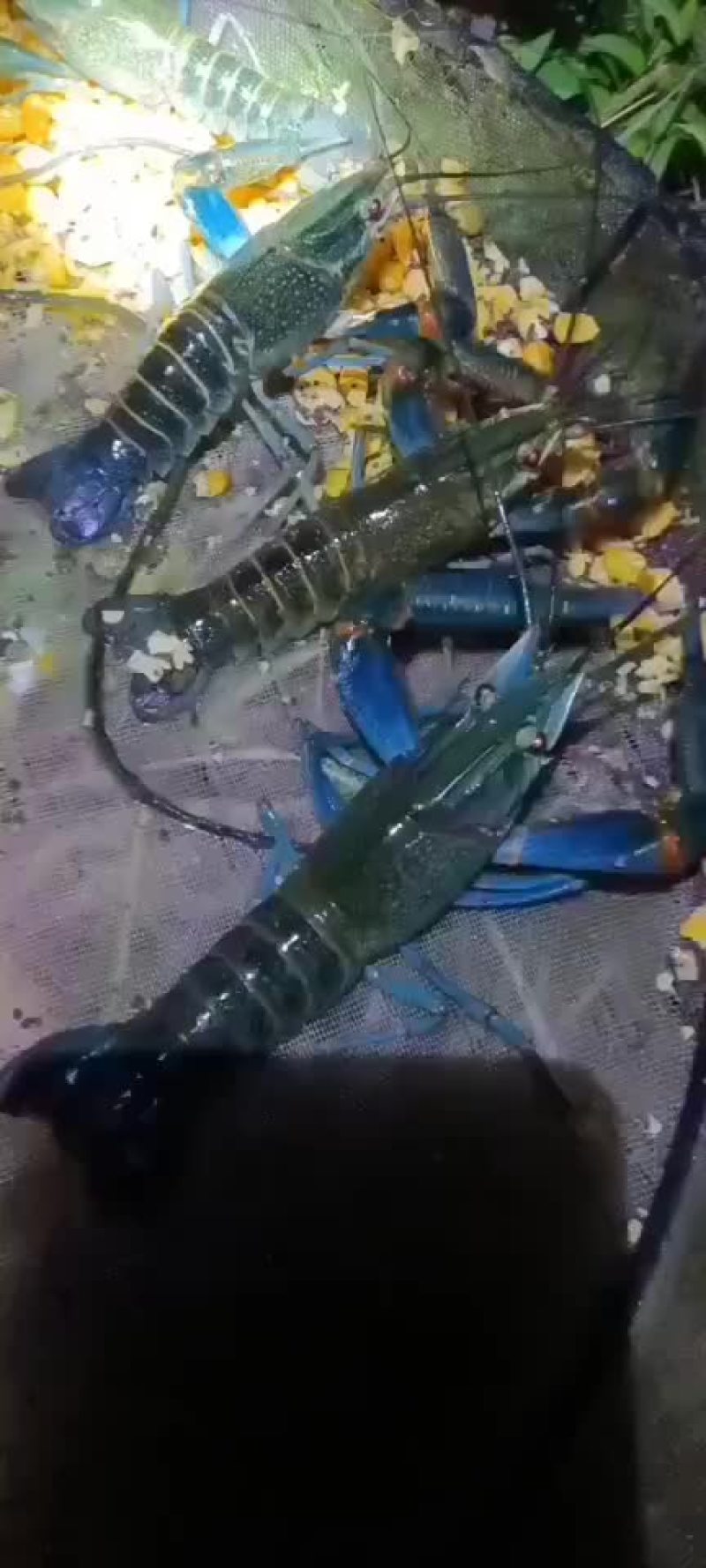 澳洲龙虾