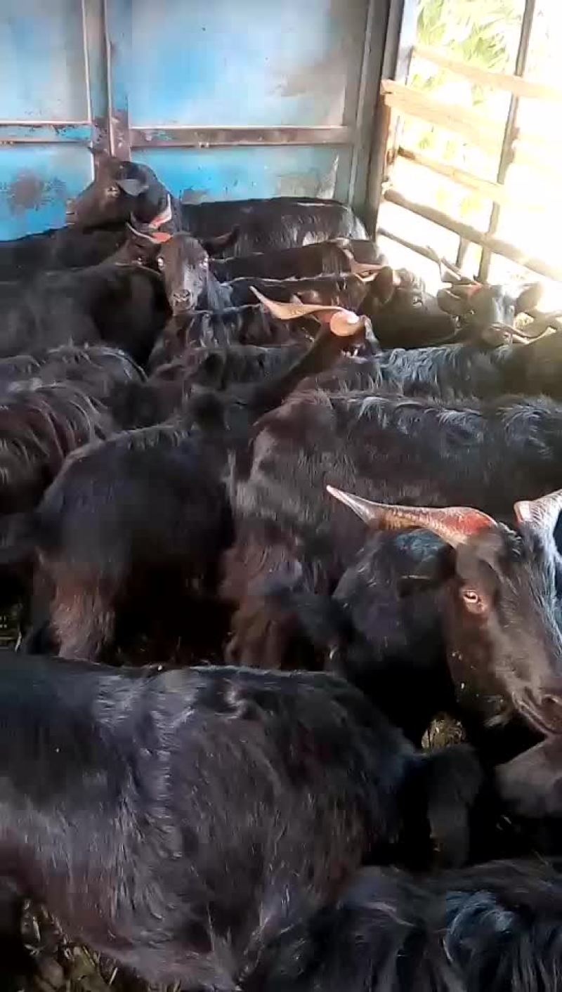 马，肉马，骑乘马都有土黄牛小土牛西门达尔牛马出售