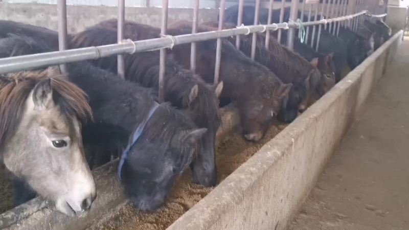 马，肉马，骑乘马都有土黄牛小土牛西门达尔牛马出售