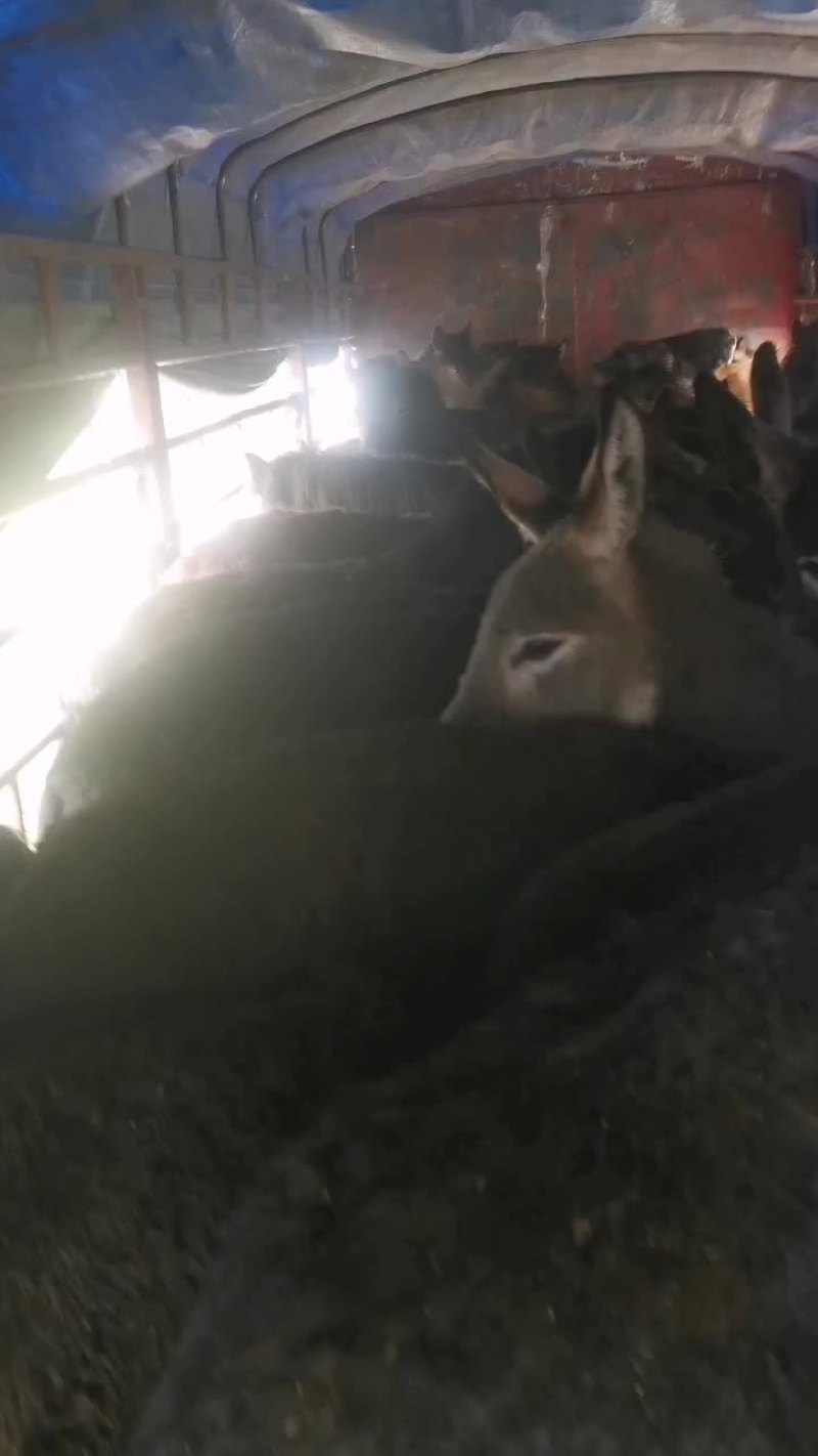 马，肉马，骑乘马都有土黄牛小土牛西门达尔牛马出售