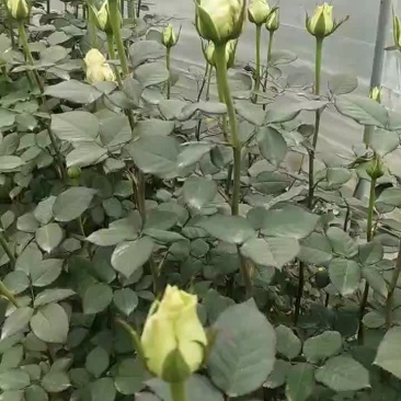 玫瑰花，香缤，卡罗拉，洛神、