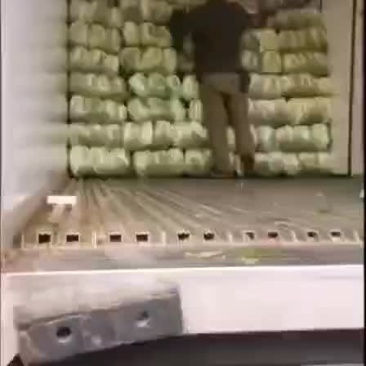 黄心白菜全国发
