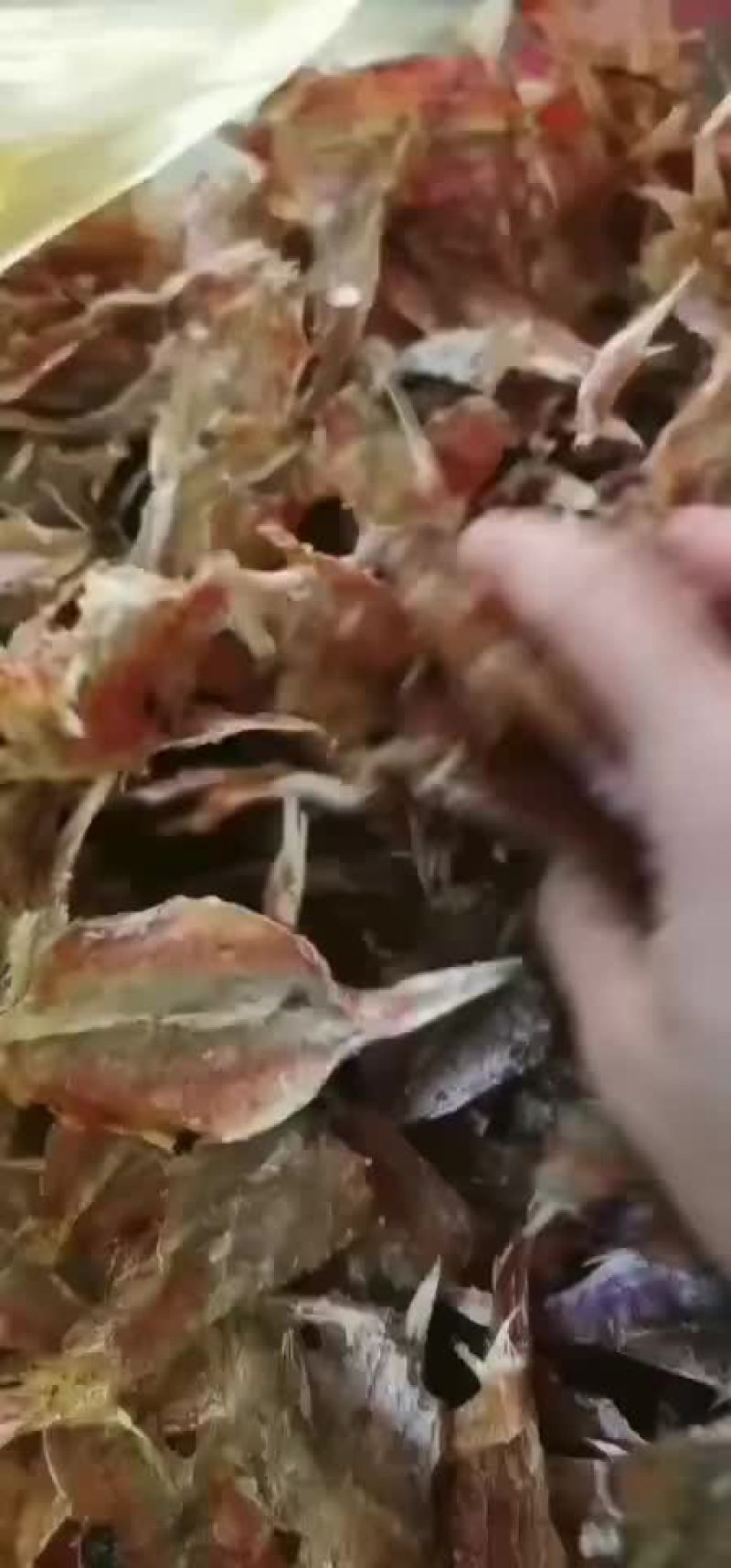 海鲜干货