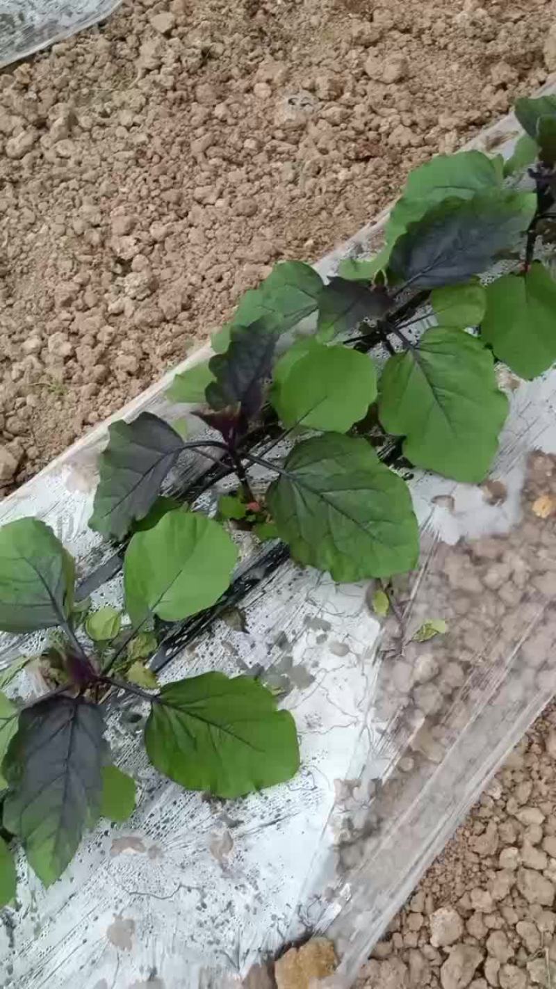 圆茄预定