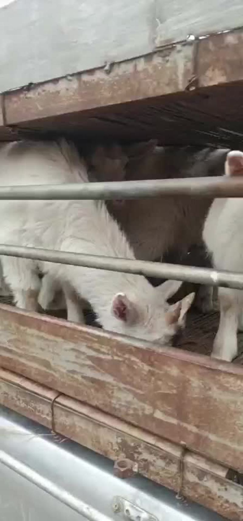 常年批发烤全羊活羊羊苗