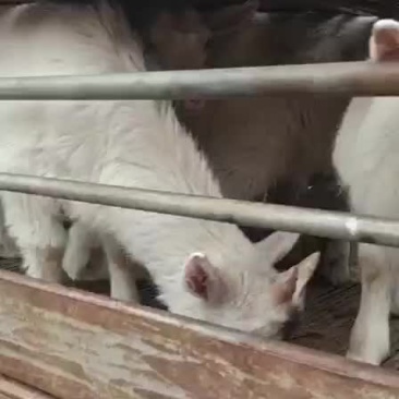 常年批发烤全羊活羊羊苗
