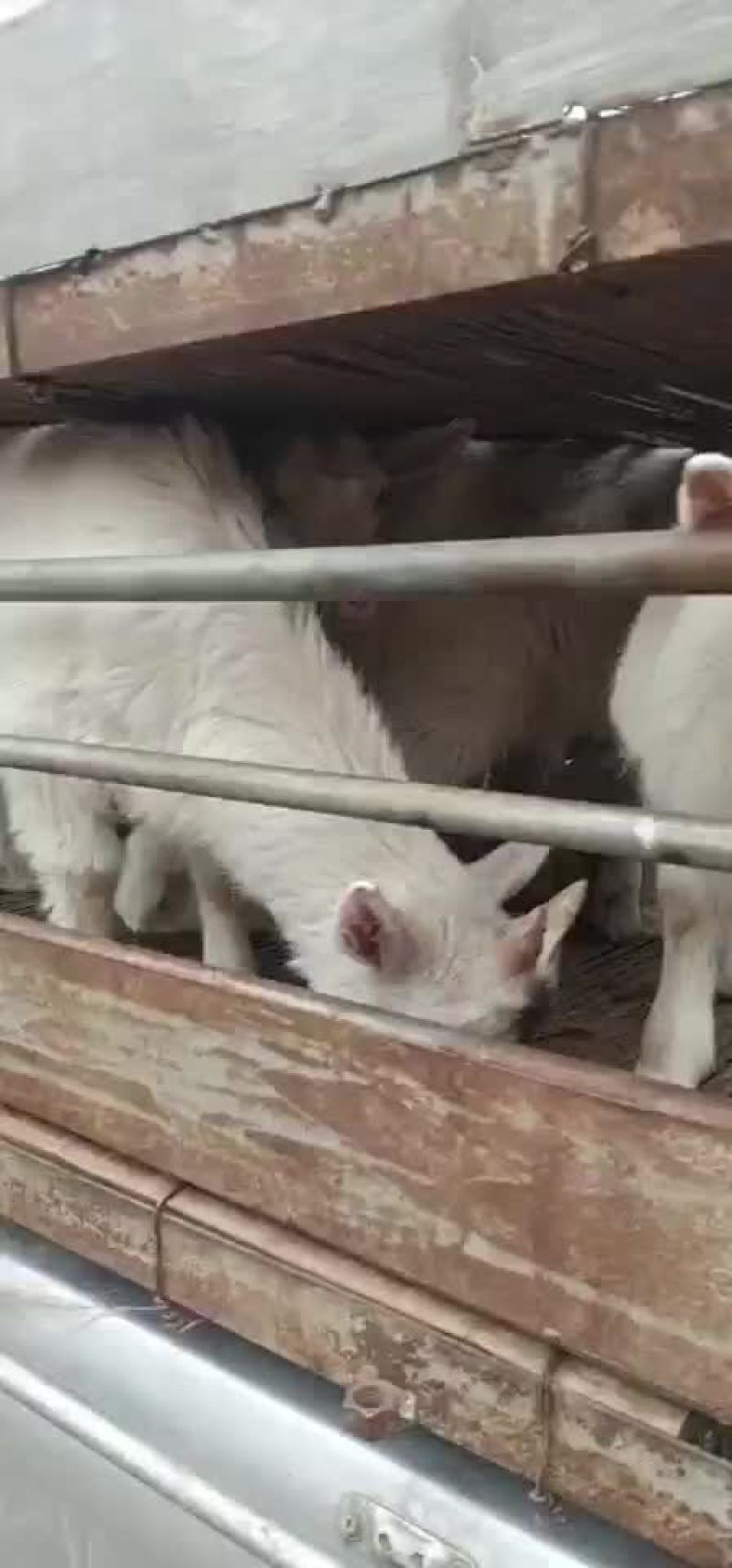 常年批发烤全羊活羊羊苗