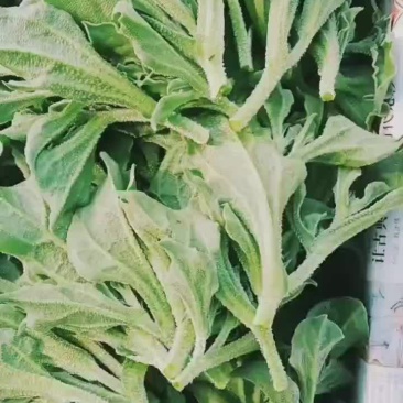 冰草