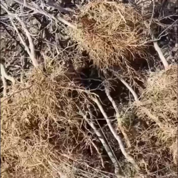 花椒苗