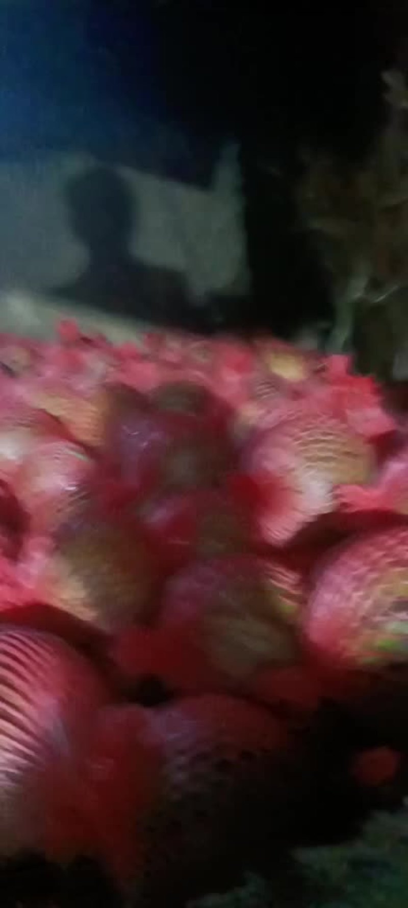 西瓜