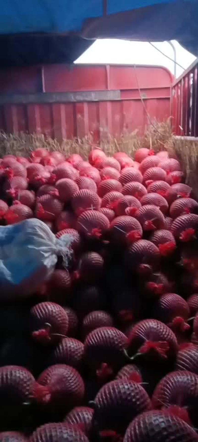 西瓜