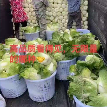 黄心白菜，大量优质黄心，诚信保证