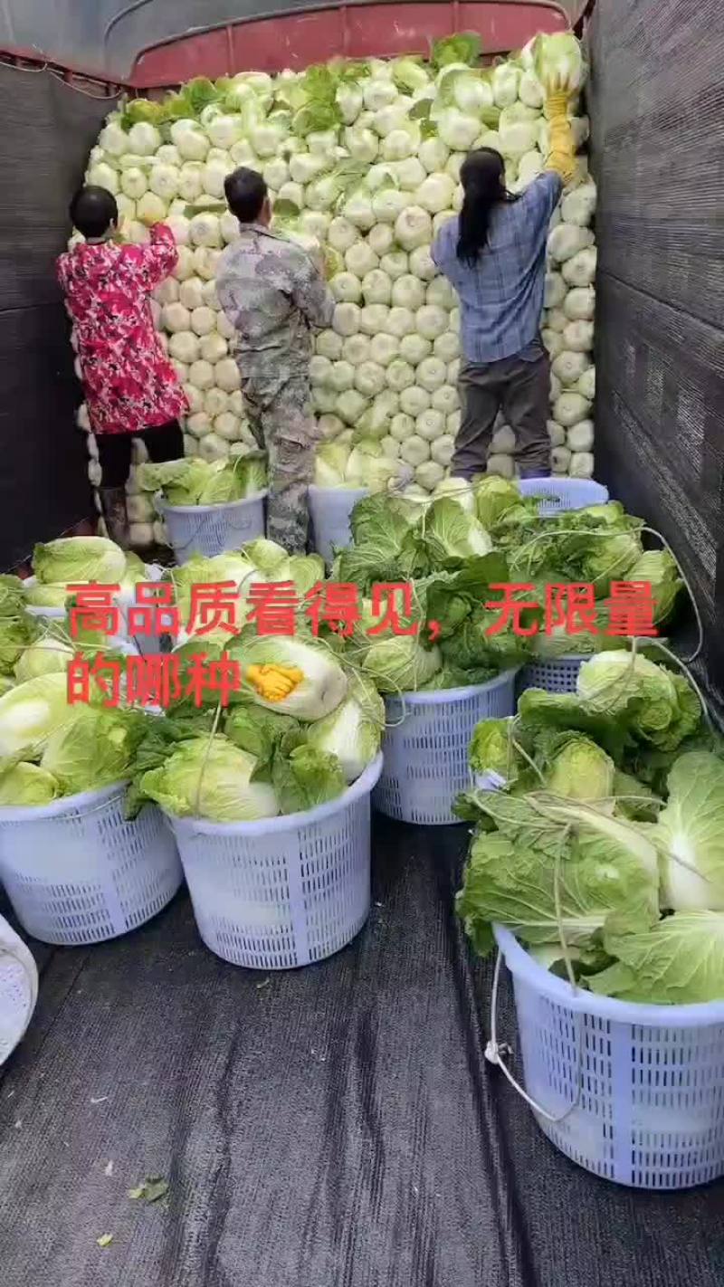 黄心白菜，大量优质黄心，诚信保证