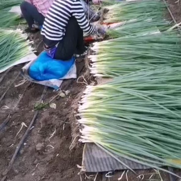 香葱
