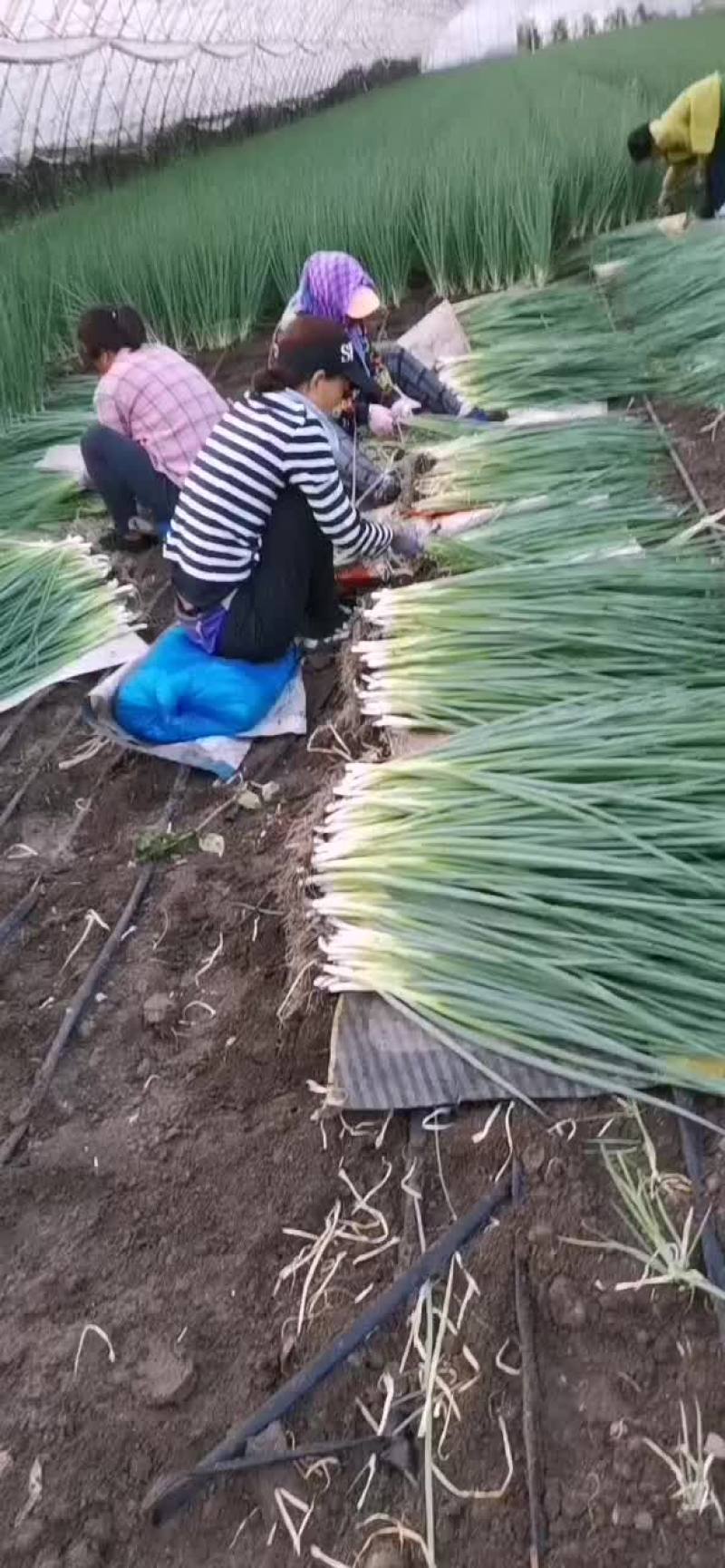 香葱