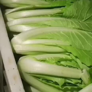 【荐】精品快菜，山东快菜，产地直发，品质保证，全国发货