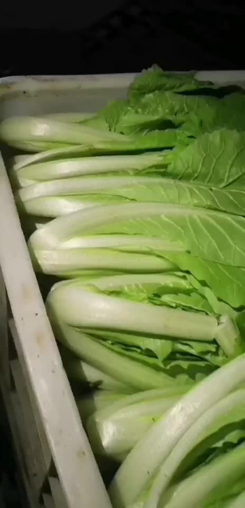 【荐】精品快菜，山东快菜，产地直发，品质保证，全国发货