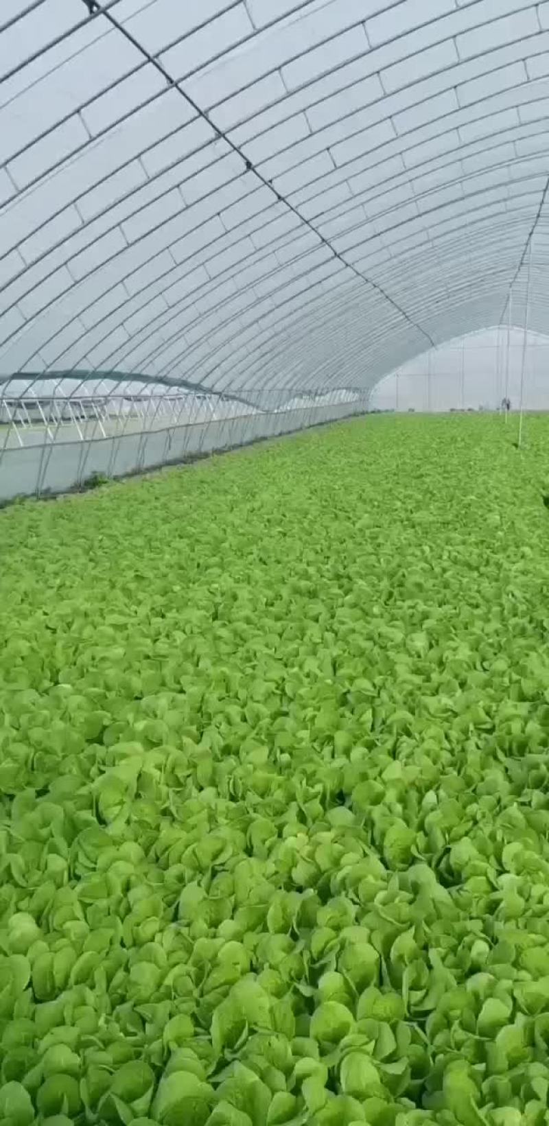 【荐】精品快菜，山东快菜，产地直发，品质保证，全国发货