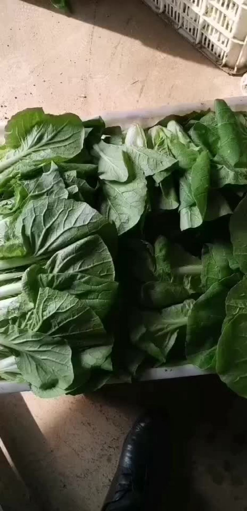 【荐】精品快菜，山东快菜，产地直发，品质保证，全国发货