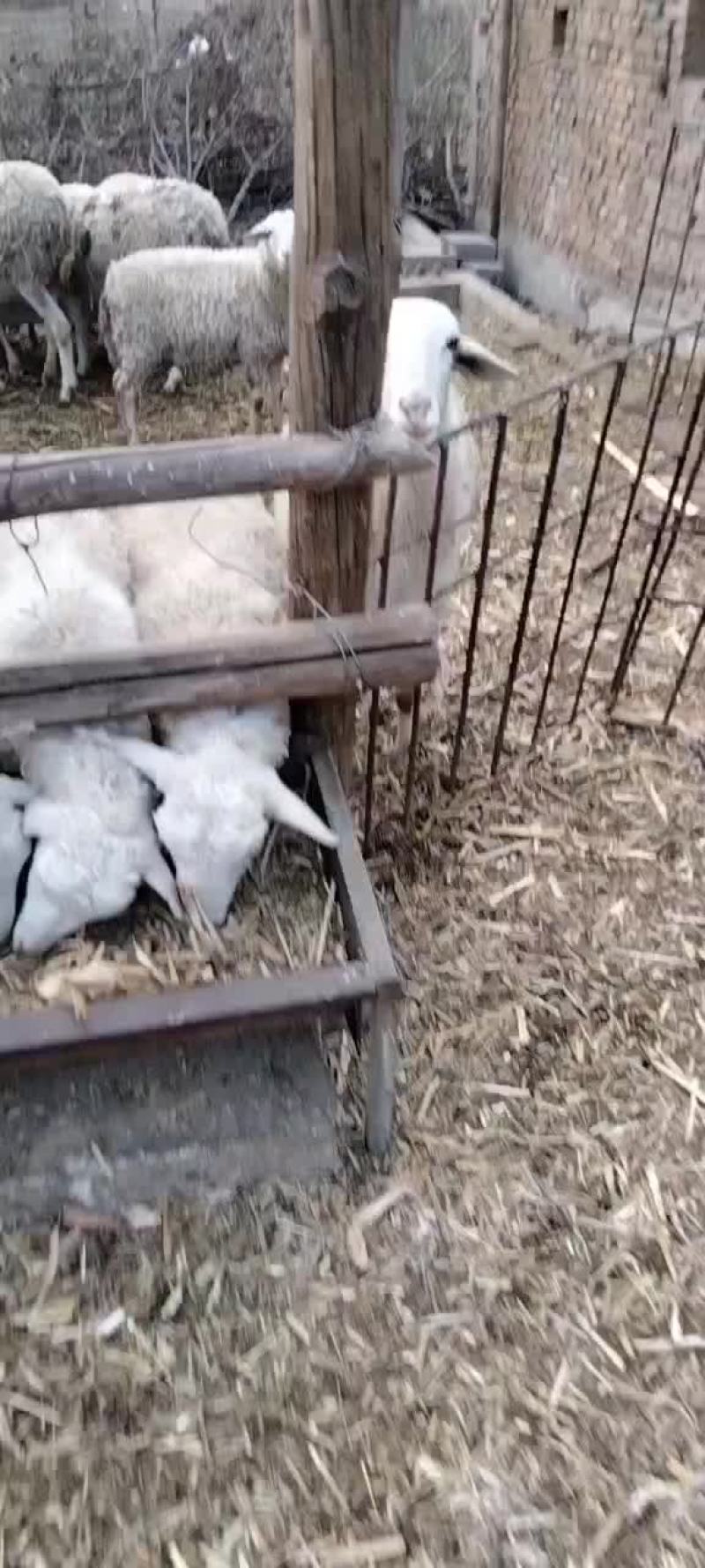 绵羊出售