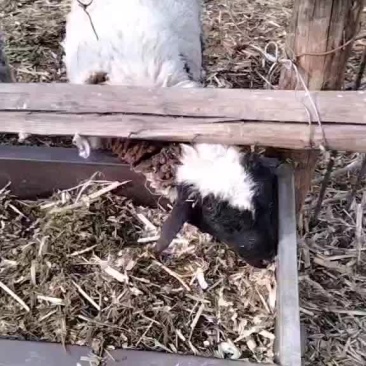 绵羊出售