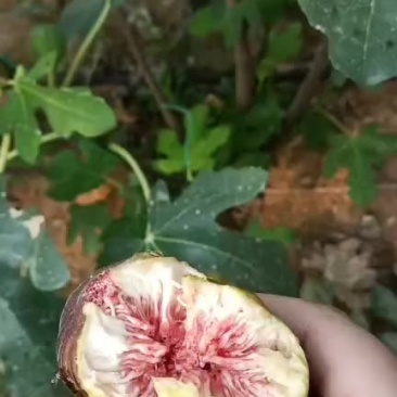 无花果
