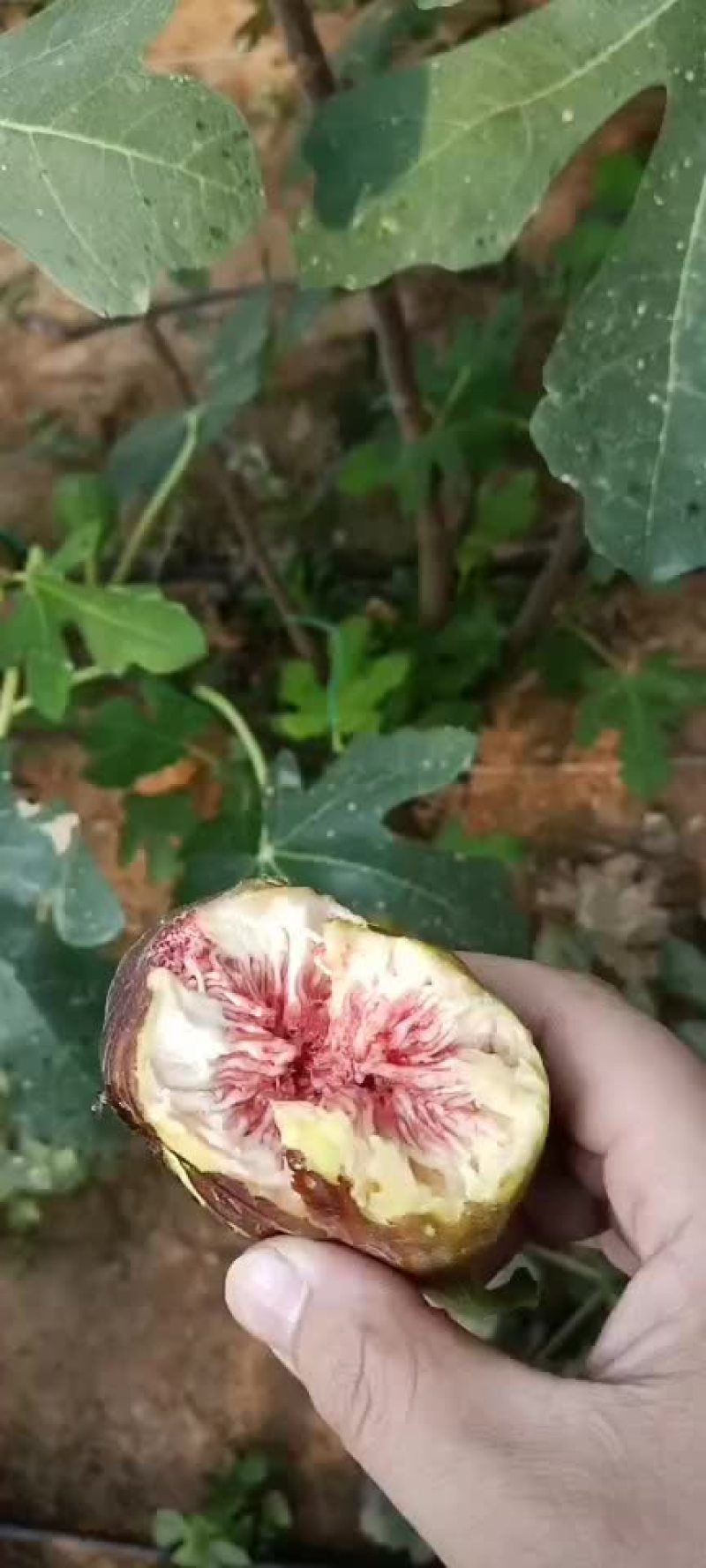无花果