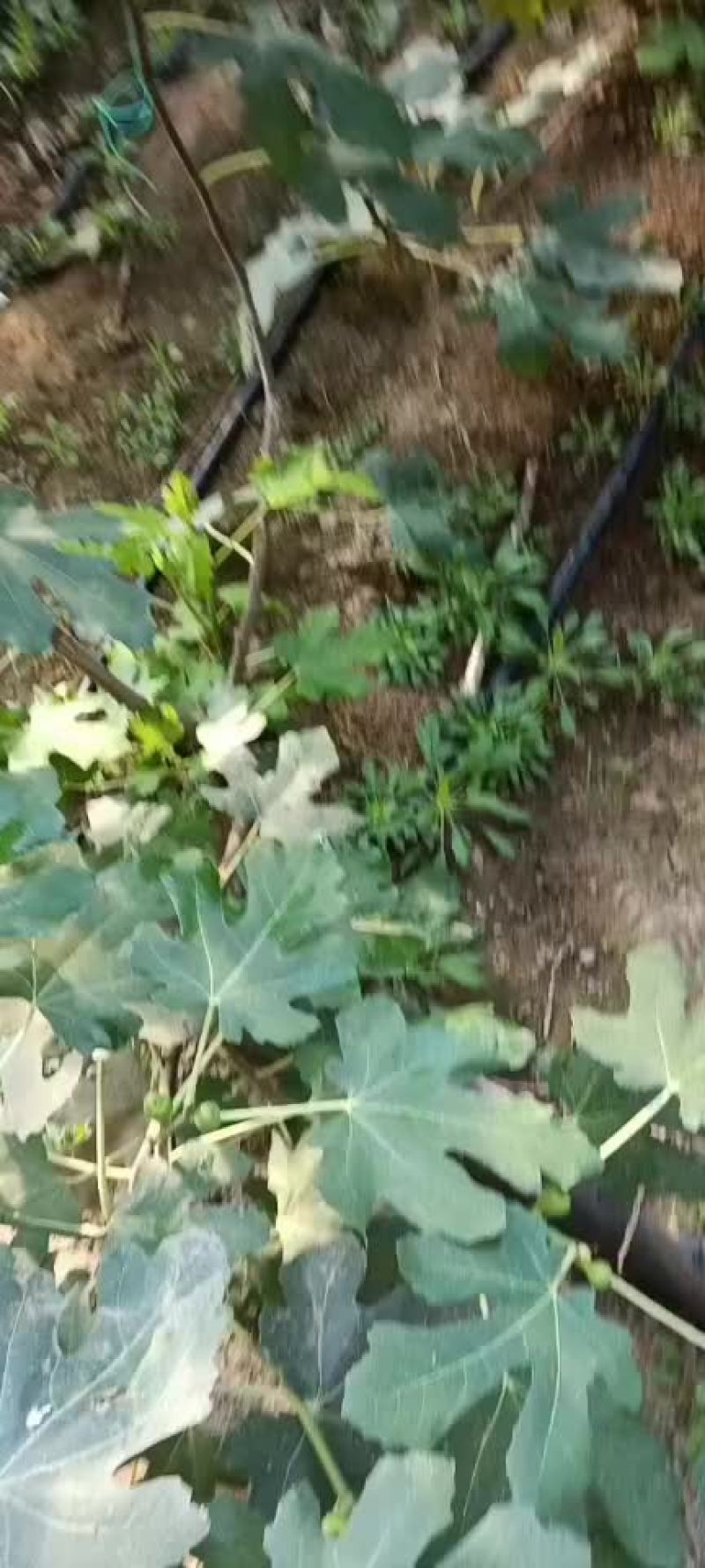 无花果