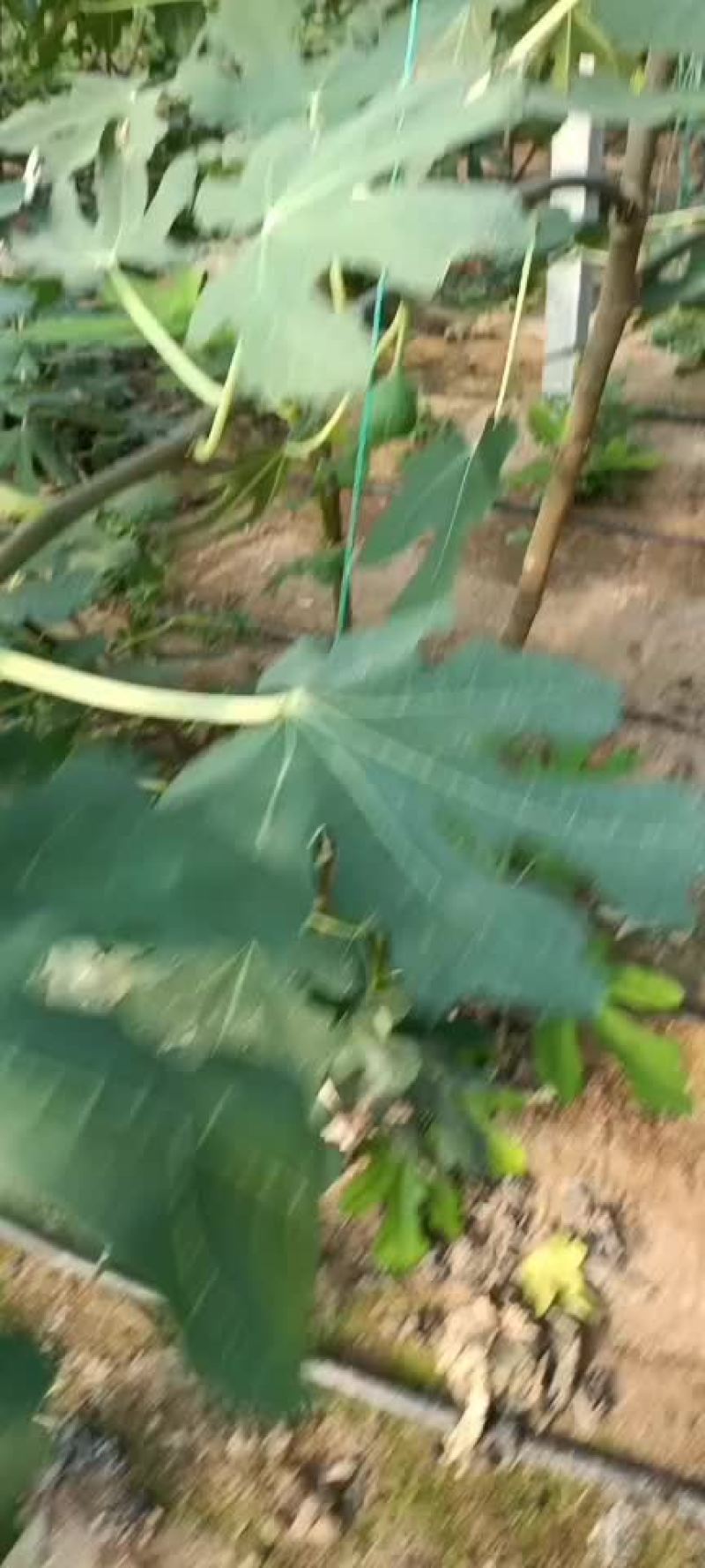 无花果