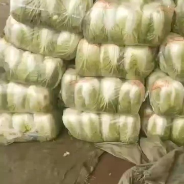 黄心白菜，大量有货，诚信保证