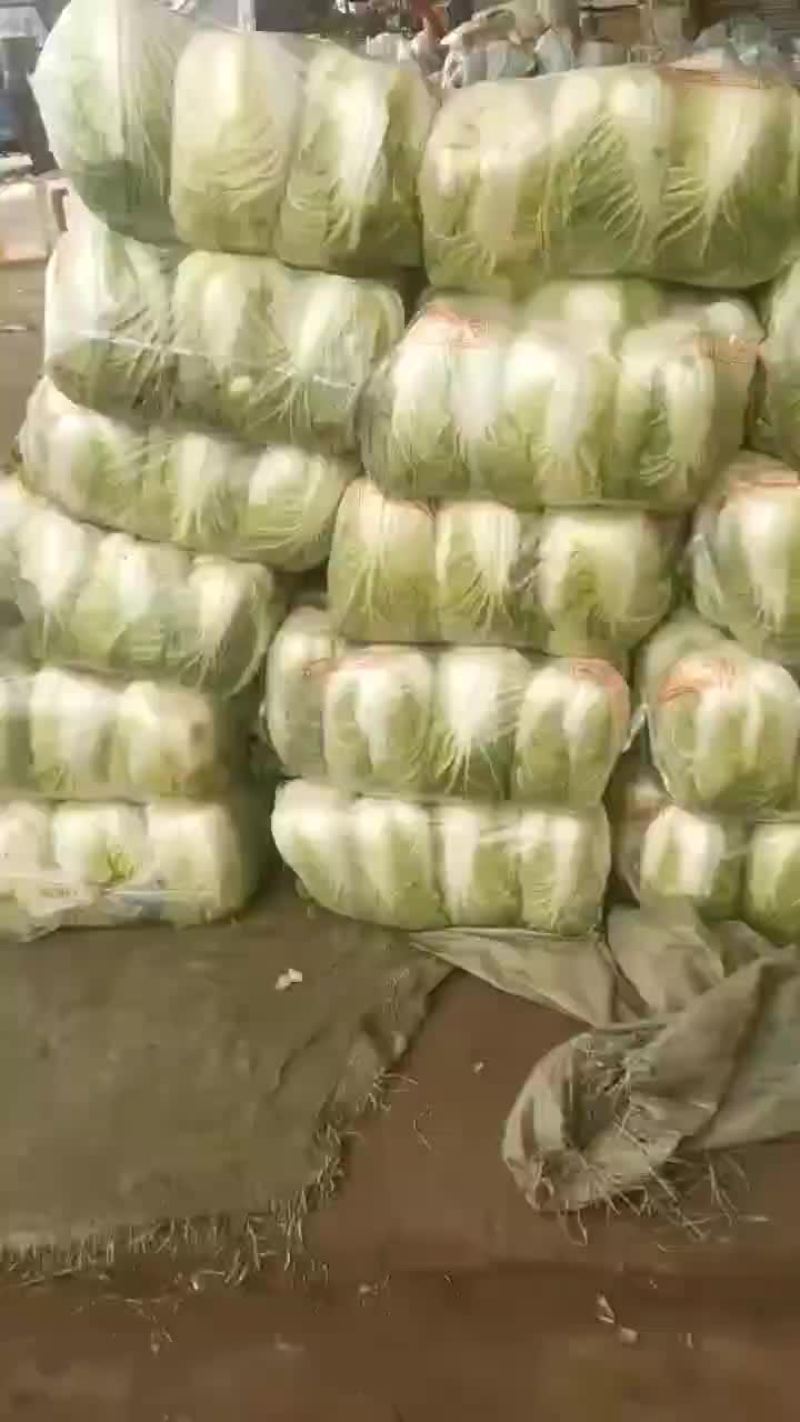 黄心白菜，大量有货，诚信保证