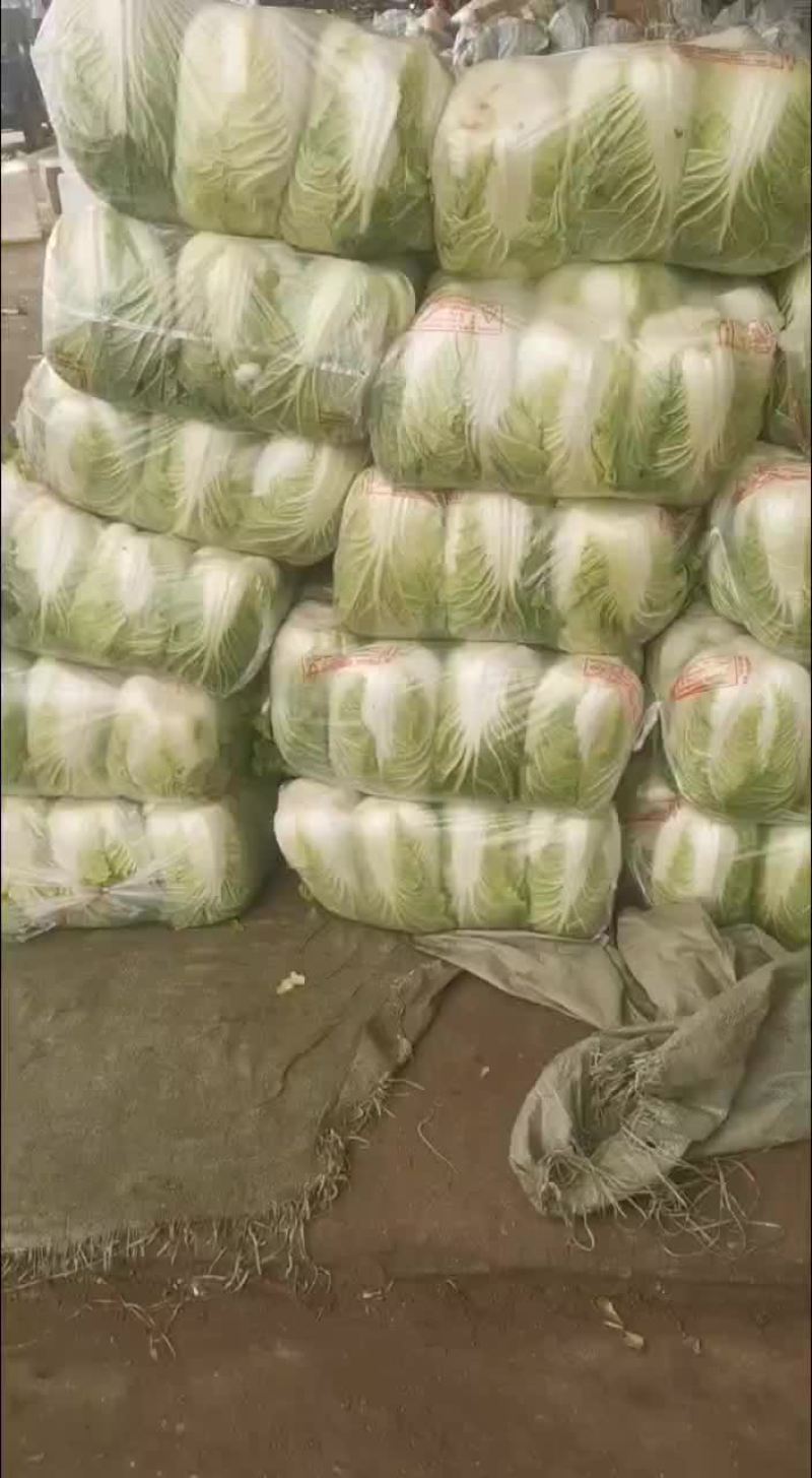 黄心白菜，大量有货，诚信保证