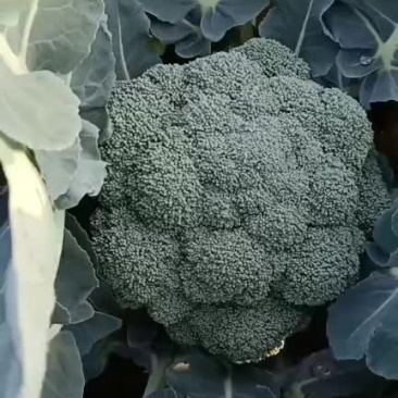 西兰花