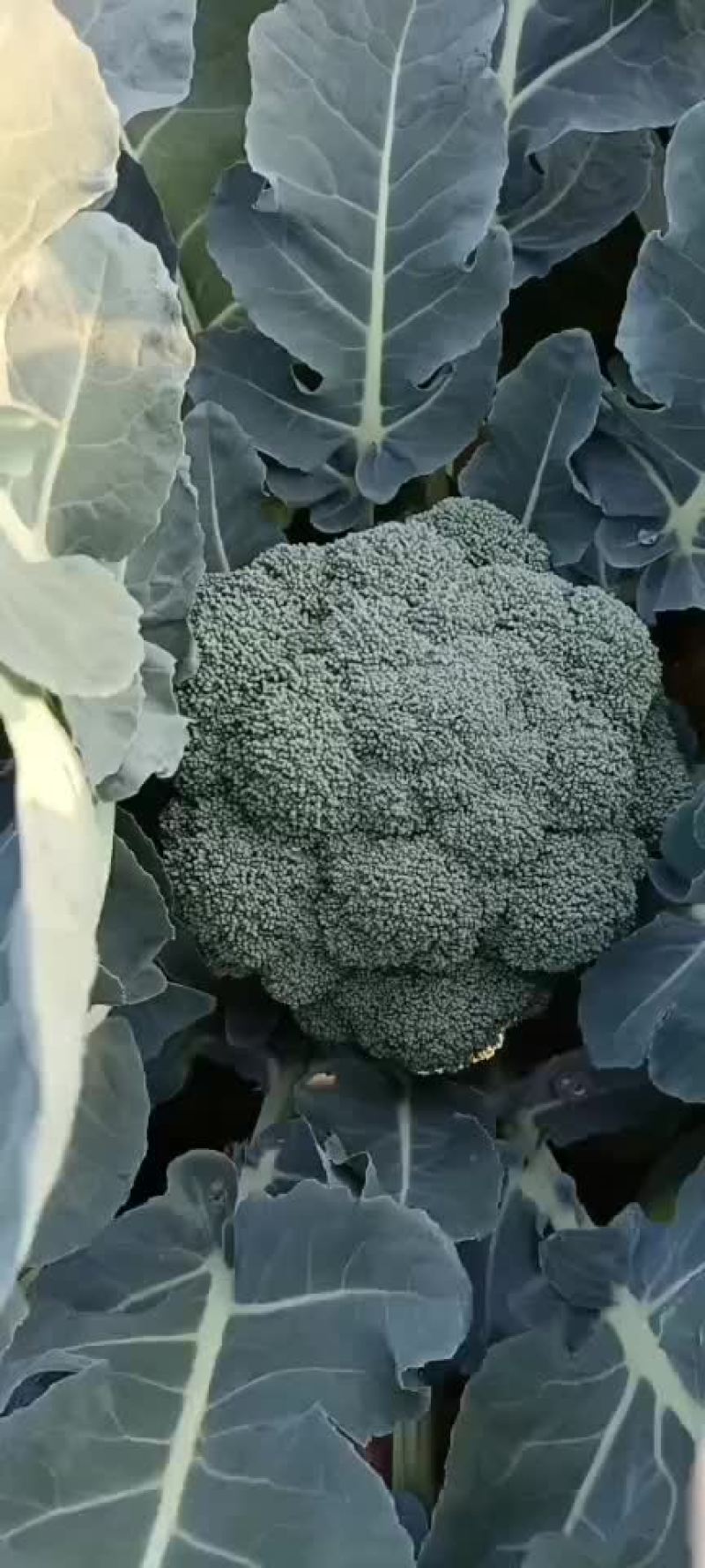 西兰花