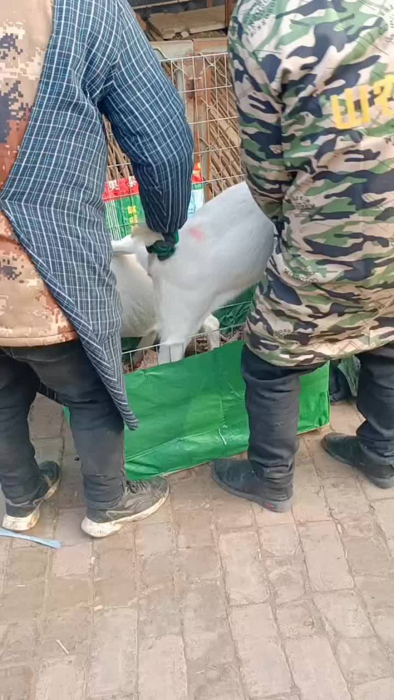 头胎怀孕的波尔山羊！