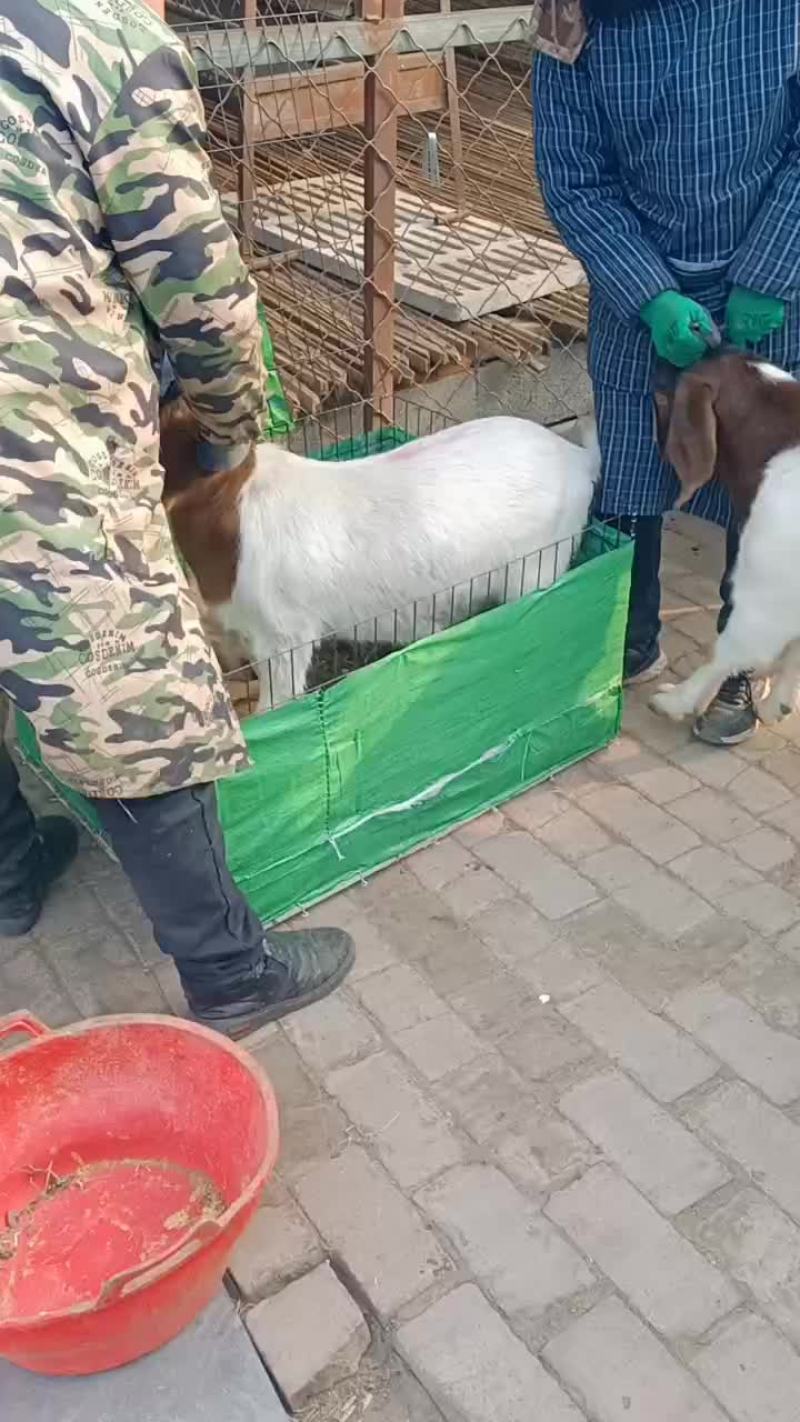 头胎怀孕的波尔山羊！